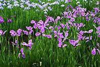 菖蒲.jpg